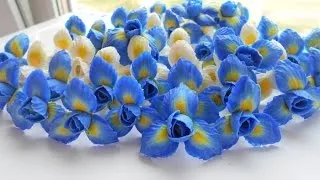 Іриси з холодного відео! Відео серфінг (холодного) Іриси з холодного відео! Відео серфінг