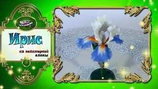 Іриси з холодного відео! Відео серфінг (іриси) Іриси з холодного відео! Відео серфінг