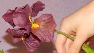 Іриси з холодного відео! Відео серфінг (відео) Іриси з холодного відео! Відео серфінг