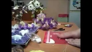 Іриси з холодного відео! Відео серфінг (іриси) Іриси з холодного відео! Відео серфінг