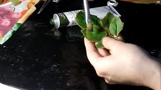 Іриси з холодного відео! Відео серфінг (Ірис холодного фарфору) Іриси з холодного відео! Відео серфінг