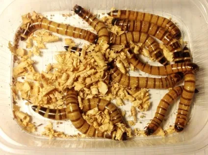 Історії Зофобас (zophobas morio), клуб любителів мурах (Зофобас) Історії Зофобас (zophobas morio), клуб любителів мурах