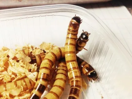 Історії Зофобас (zophobas morio), клуб любителів мурах (morio) Історії Зофобас (zophobas morio), клуб любителів мурах