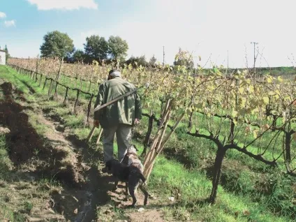 Історія однієї полювання або чим пахне тосканський трюфель, «подорожі, зроблені вручну» (трюфель) Історія однієї полювання або чим пахне тосканський трюфель, «подорожі, зроблені вручну»