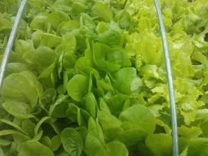 Які овочі виростити найлегше, для (що посадити новачкові) Які овочі виростити найлегше, для