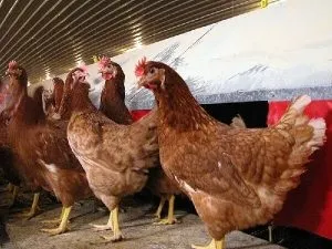 Які бувають породи курей і як вибрати відповідну (породи) Які бувають породи курей і як вибрати відповідну