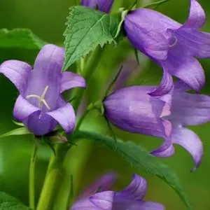 Які квіти підходять знаку зодіаку телець зодіаку (зодіаку) Які квіти підходять знаку зодіаку телець зодіаку