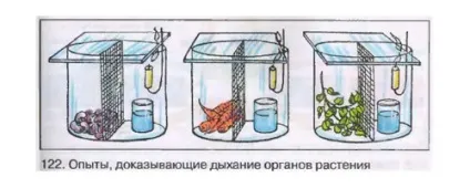 Як довести що рослини дихають методи визначення