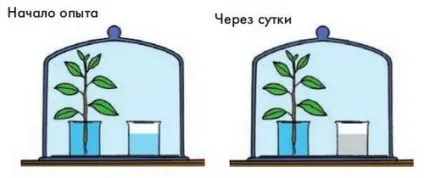 Як довести що рослини дихають методи визначення