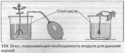 Як довести що рослини дихають методи визначення