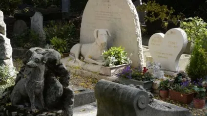 Як і де правильно поховати собаку, все про собак (поховати) Як і де правильно поховати собаку, все про собак