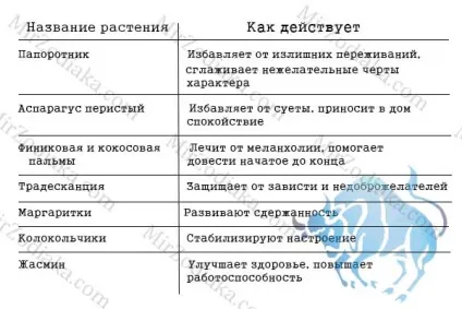 Які квіти підходять знаку зодіаку телець зодіаку (даного знаку Зодіаку) Які квіти підходять знаку зодіаку телець зодіаку