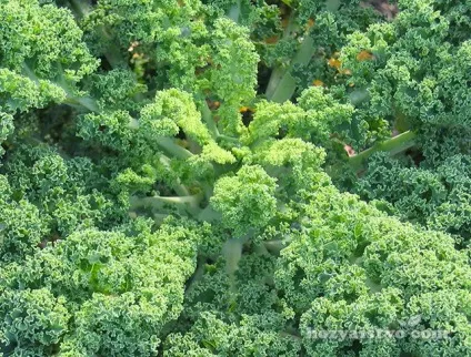 Які бувають різновиди капусти (фото) (вирощування капусти) Які бувають різновиди капусти (фото)
