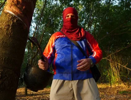 Як добувають каучук в Таїланді