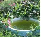 Як позбутися від водяного щура (питання і відповіді) Як позбутися від водяного щура