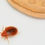 Як лікувати укуси клопів ніж мазати, ліки від клопів, фото і відео (мазати) Як лікувати укуси клопів ніж мазати, ліки від клопів, фото і відео