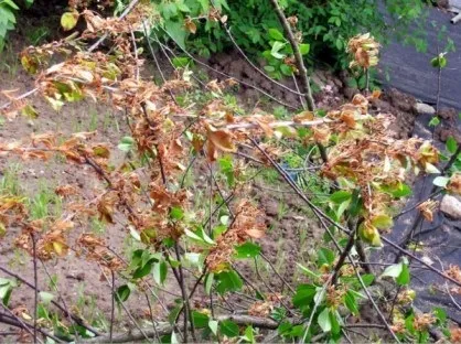 Як лікувати Моніліоз у плодових дерев - башагропласт (Моніліоз) Як лікувати Моніліоз у плодових дерев - башагропласт