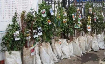 Як лікувати Моніліоз у плодових дерев - башагропласт (періодично оглядайте допоможе) Як лікувати Моніліоз у плодових дерев - башагропласт