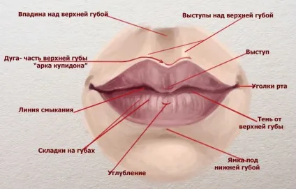 Як намалювати губи людини малюємо губи поетапно (намалювати) Як намалювати губи людини малюємо губи поетапно