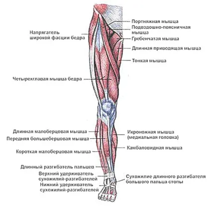 Як накачати потужні ноги (тренажерний зал) Як накачати потужні ноги
