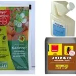 Боротьба з короїдом на плодових деревах
