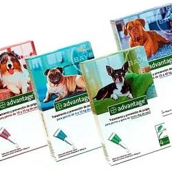 Боротьба з блохами в будинку за допомогою ефірних масел (ефірні) Боротьба з блохами в будинку за допомогою ефірних масел