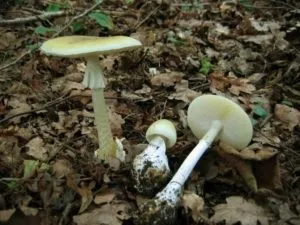 Бліда поганка - 77 фото допомагають розпізнати дуже небезпечний гриб (поганка) Бліда поганка - 77 фото допомагають розпізнати дуже небезпечний гриб