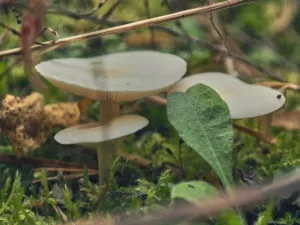 Бліда поганка - 77 фото допомагають розпізнати дуже небезпечний гриб (бліда) Бліда поганка - 77 фото допомагають розпізнати дуже небезпечний гриб