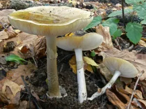 Бліда поганка - 77 фото допомагають розпізнати дуже небезпечний гриб (гриб) Бліда поганка - 77 фото допомагають розпізнати дуже небезпечний гриб