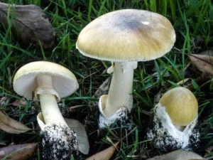 Бліда поганка - 77 фото допомагають розпізнати дуже небезпечний гриб (бліда) Бліда поганка - 77 фото допомагають розпізнати дуже небезпечний гриб