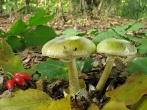 Бліда поганка - 77 фото допомагають розпізнати дуже небезпечний гриб (бліда) Бліда поганка - 77 фото допомагають розпізнати дуже небезпечний гриб