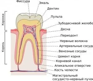 Чи боляче видаляти нерв з зуба після миш'яку (боляче) Чи боляче видаляти нерв з зуба після миш'яку