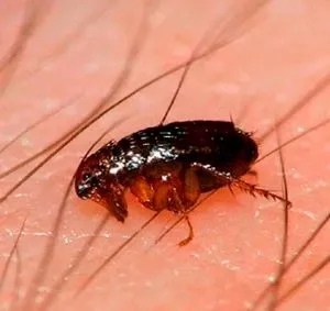 Блохи в квартирі як позбутися в домашніх умовах, побутові від вогкості, звідки в будинку (позбутися) Блохи в квартирі як позбутися в домашніх умовах, побутові від вогкості, звідки в будинку