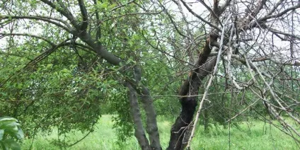 Хвороби і шкідники дерева груші фото, чому не кольорі і чорніє, гниє і не плодоносить (дерева) Хвороби і шкідники дерева груші фото, чому не кольорі і чорніє, гниє і не плодоносить
