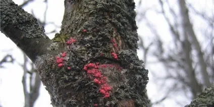 Хвороби і шкідники дерева груші фото, чому не кольорі і чорніє, гниє і не плодоносить (шкідники) Хвороби і шкідники дерева груші фото, чому не кольорі і чорніє, гниє і не плодоносить