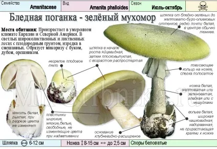 Бліда поганка як виглядає, де росте, як відрізнити (виглядає) Бліда поганка як виглядає, де росте, як відрізнити