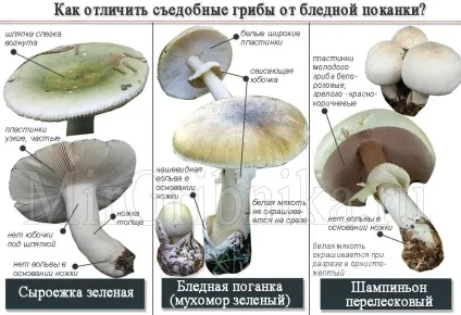 Бліда поганка як виглядає, де росте, як відрізнити (поганка) Бліда поганка як виглядає, де росте, як відрізнити