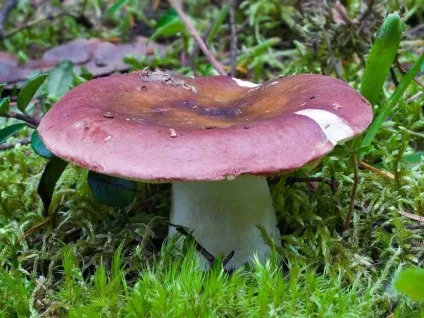 Бліда поганка - 77 фото допомагають розпізнати дуже небезпечний гриб (гриб) Бліда поганка - 77 фото допомагають розпізнати дуже небезпечний гриб