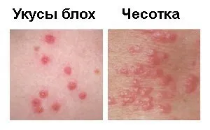 Як виявити бліх, ознаки зараження блохами