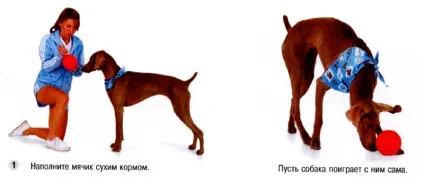 Як навчити собаку грати в футбол (футбол) Як навчити собаку грати в футбол