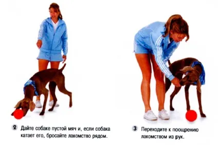 Як навчити собаку грати в футбол (собаку) Як навчити собаку грати в футбол