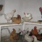 Як визначити стать у свійської птиці - 6 способів (визначення статі птахів) Як визначити стать у свійської птиці - 6 способів