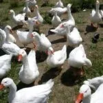 Як визначити стать у свійської птиці - 6 способів (визначення статі птахів) Як визначити стать у свійської птиці - 6 способів