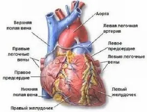 Як визначається маса міокарда лівого шлуночка (міокарда) Як визначається маса міокарда лівого шлуночка