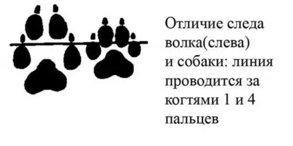 Як відрізнити собаку від вовка і навпаки (вовка) Як відрізнити собаку від вовка і навпаки
