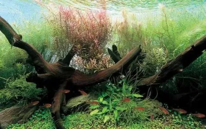 Як визначити жорсткість води в акваріумі - догляд і виховання (розчин соляної кислоти) Як визначити жорсткість води в акваріумі - догляд і виховання
