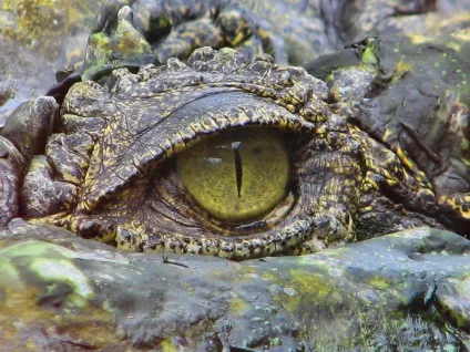 Як відрізнити шкіру крокодила, або різниця між корівкою і крокоділліцей, найкраще з Таїланду! (Відрізнити) Як відрізнити шкіру крокодила, або різниця між корівкою і крокоділліцей, найкраще з Таїланду!