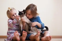 Як передається стригучий лишай