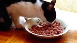 Як перевести кота з сухого корму на натуральну їжу (натуральну) Як перевести кота з сухого корму на натуральну їжу