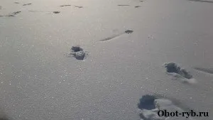 Як полювати на тетерева взимку або зимова охота на тетерева, полювання та риболовля
